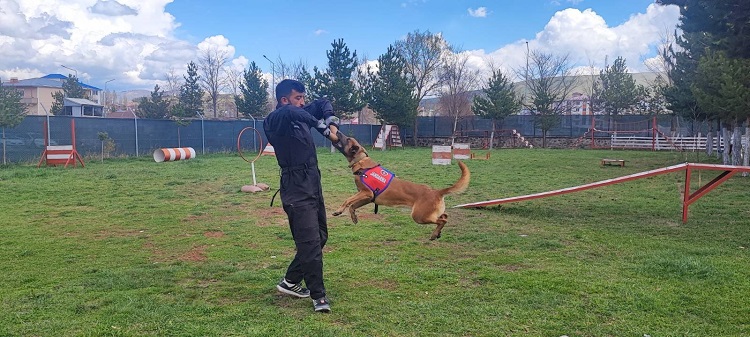 Jandarma Köpek Timi